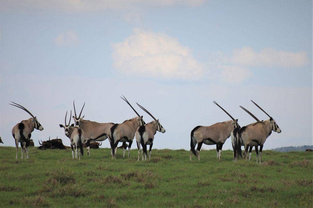 Oryx (pixabay.com/Nel Botha)