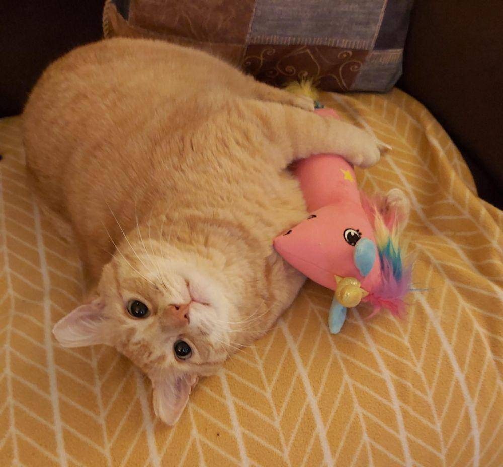 potret kucing tidur bareng mainan (reddit.com/user/voodoolaydee)