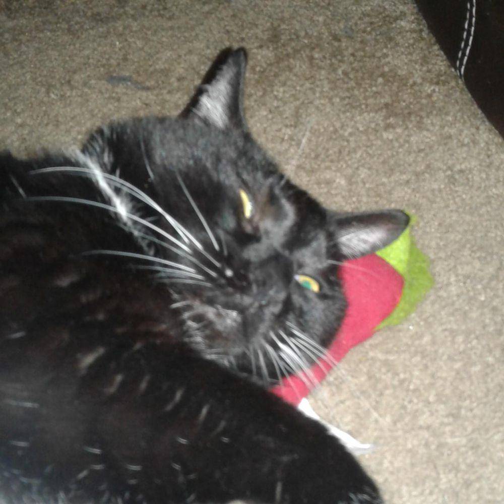 potret kucing tidur bareng mainan (reddit.com/user/JDRingo)