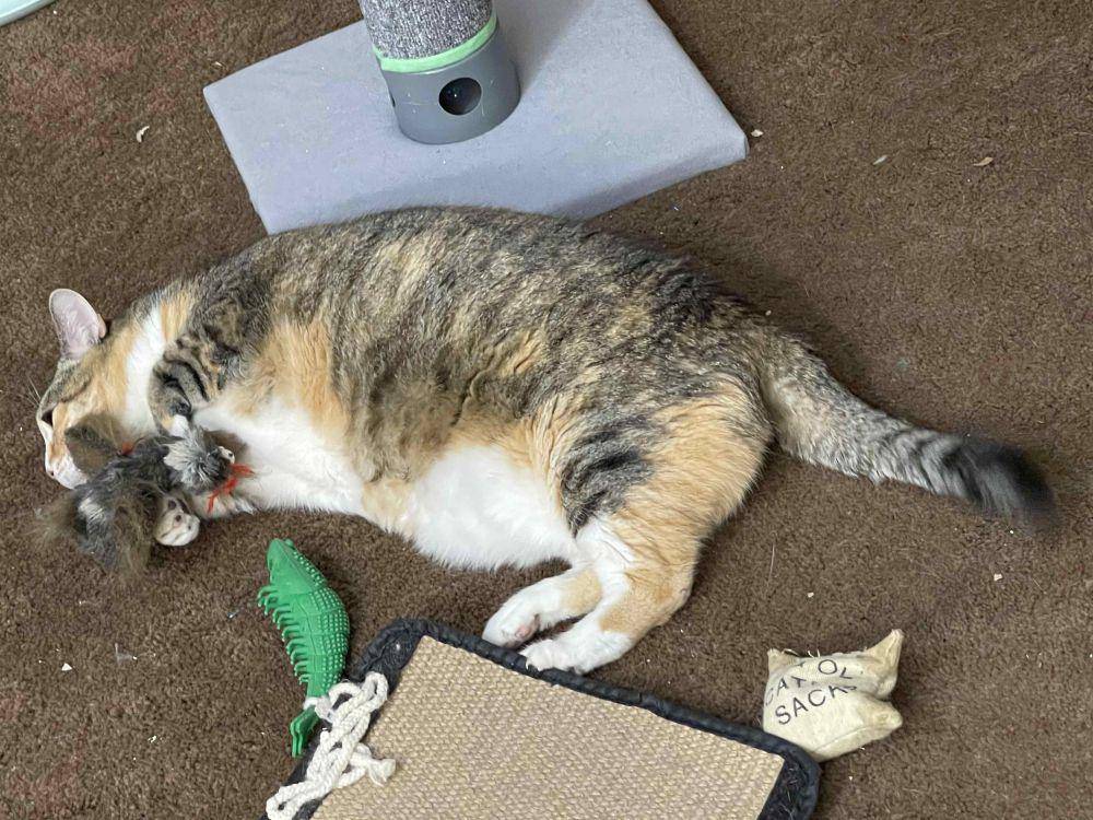 potret kucing tidur bareng mainan (reddit.com/user/PrettySweetKitties)