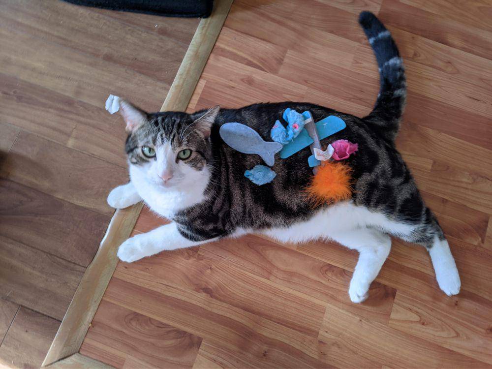potret kucing tidur bareng mainan (reddit.com/user/vaginaldischargelovr)