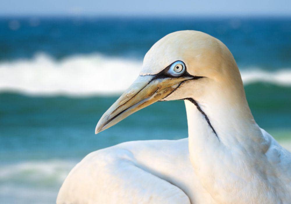 Gannet utara (pixabay.com/Jean van der Meulen)
