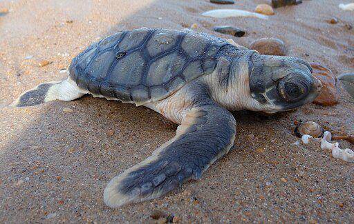 tukik penyu pipih (commons.wikimedia/ Purpleturtle57)