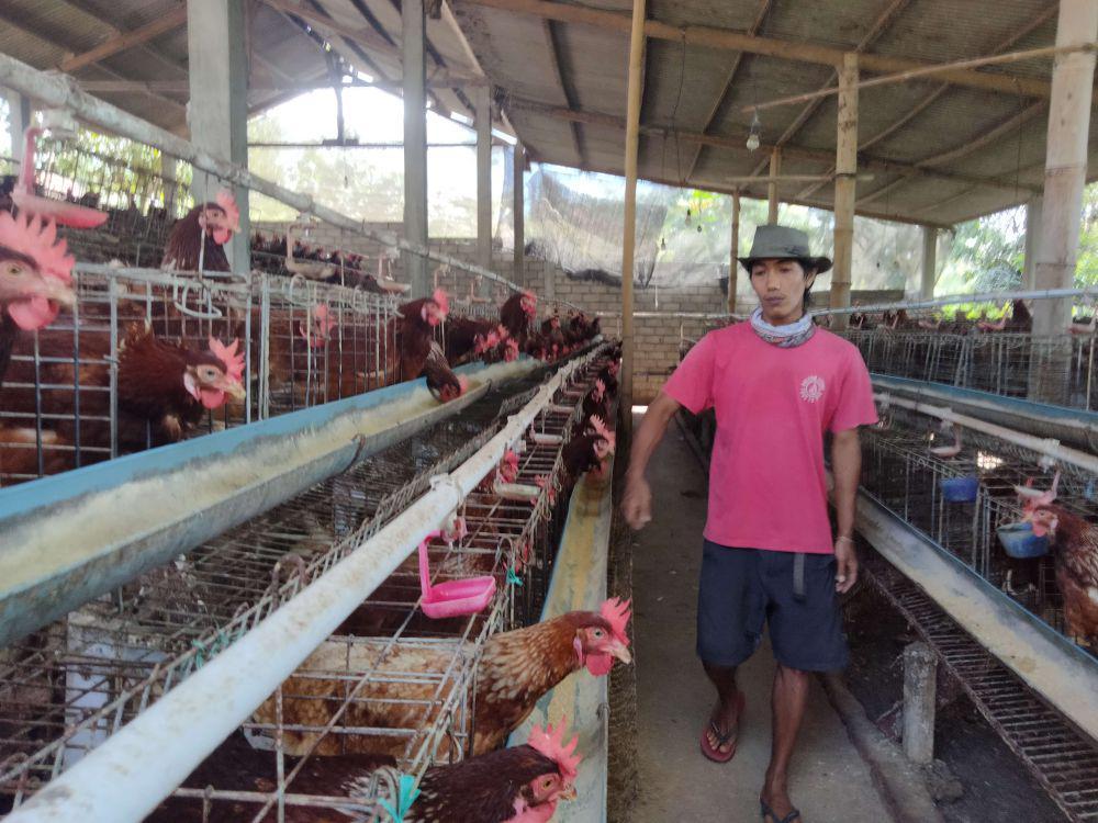 Peternak Ayam Petelur Keluhkan Tingginya Harga Pakan