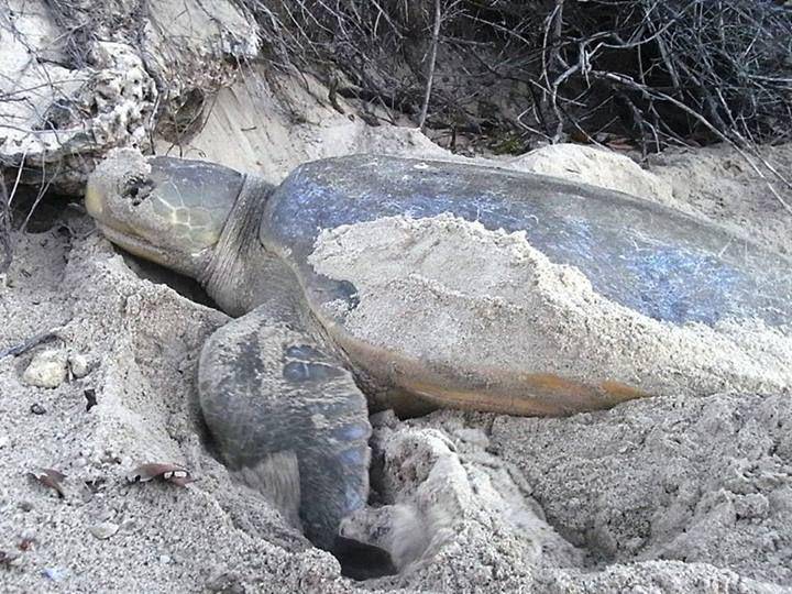 penyu pipih (commons.wikimedia/ Lyndie Malan)