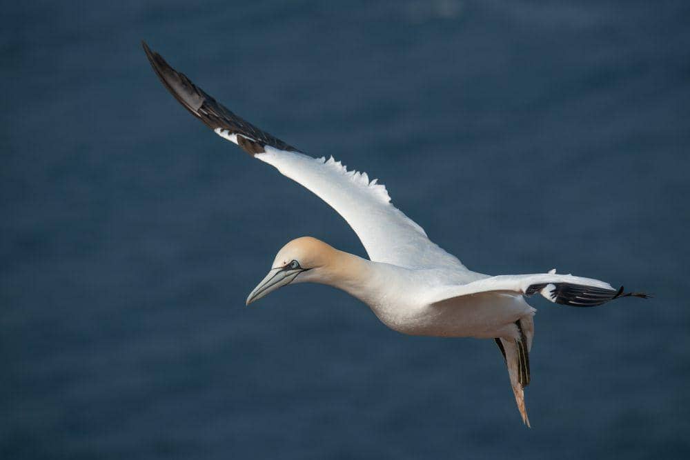 Gannet utara (pixabay.com/Wolfgang Vogt)