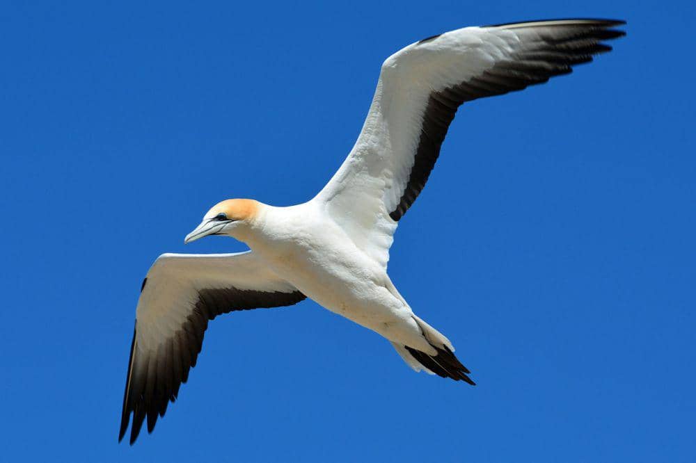 Gannet utara (pixabay.com/annca)