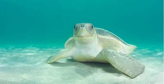 penyu pipih (dok. Australian Geographic/ Doug Perrine)