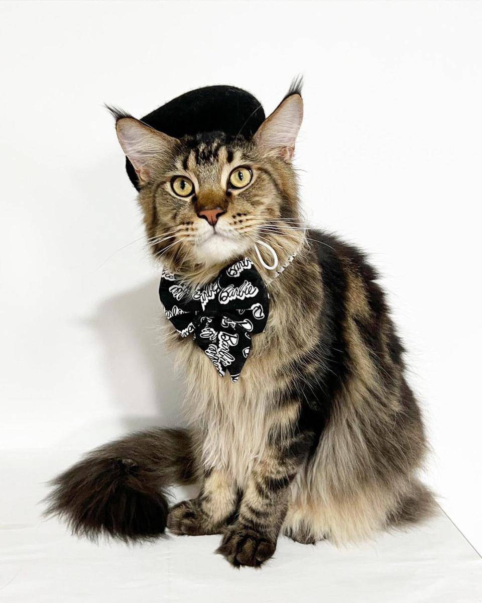 potret OOTD kucing yang bikin gemas (reddit.com/user/saraiscrafty)