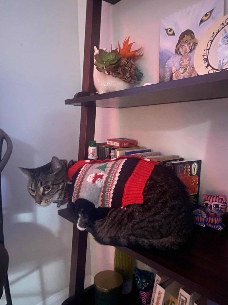 potret OOTD kucing yang bikin gemas (reddit.com/user/ShyKenneth)