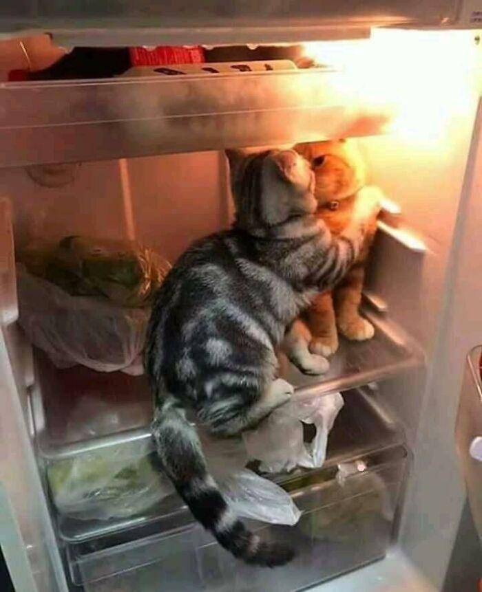 potret lucu mirip gambar yang biasa ada di komik (facebook.com/Unusual Images)