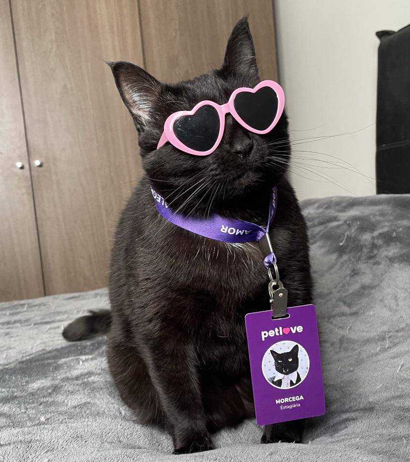 potret OOTD kucing yang bikin gemas (reddit.com/user/bellawww)
