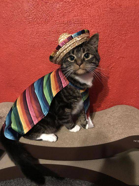potret OOTD kucing yang bikin gemas (reddit.com/user/schmittgudrun7)