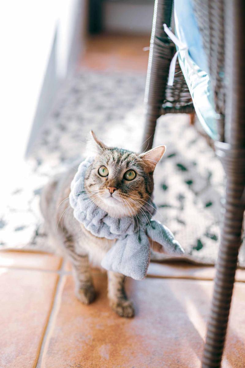 potret OOTD kucing yang bikin gemas (reddit.com/user/BiteSizedMandarin)