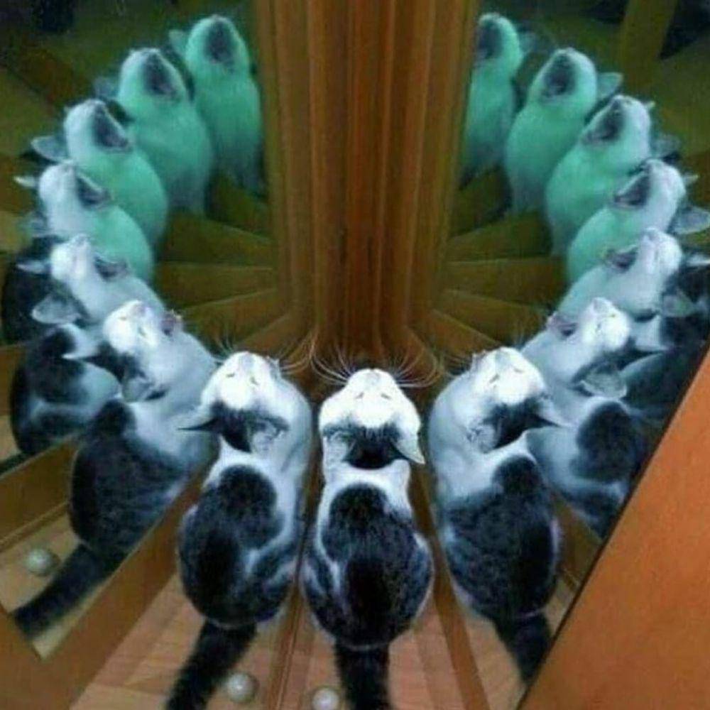 potret aneh seperti adegan di mimpi saat demam (facebook.com/Cursed Images)