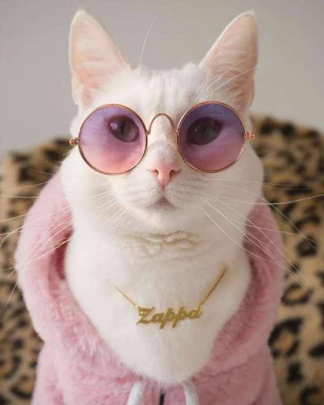 potret OOTD kucing yang bikin gemas (reddit.com/user/Veilwinter)