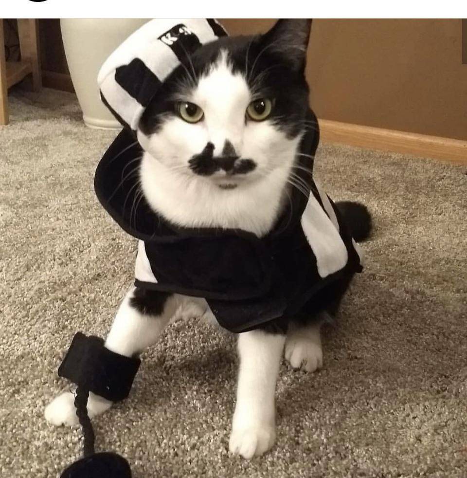 potret OOTD kucing yang bikin gemas (reddit.com/user/Annual-Fold-983)
