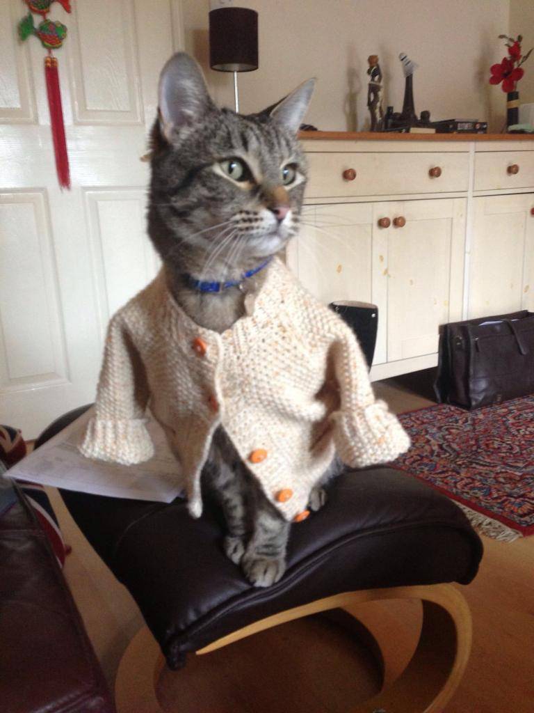 potret OOTD kucing yang bikin gemas (reddit.com/user/TheRealFatherTed)