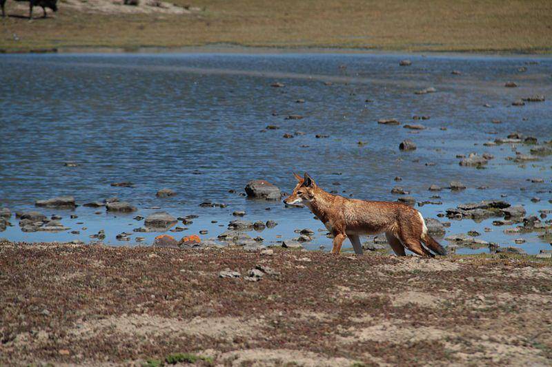 serigala etiopia di dekat sumber air (commons.wikimedia.org/Yves Picq)