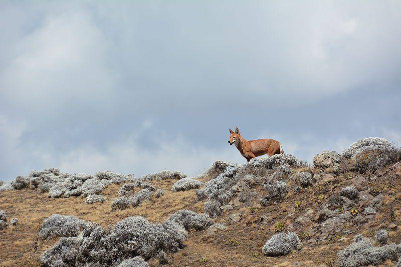 serigala etiopia di habitat aslinya (commons.wikimedia.org/Hotel Kaesong/laika_ac)