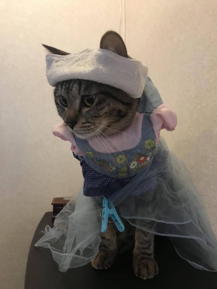 potret OOTD kucing yang bikin gemas (reddit.com/user/Four-of-cups)