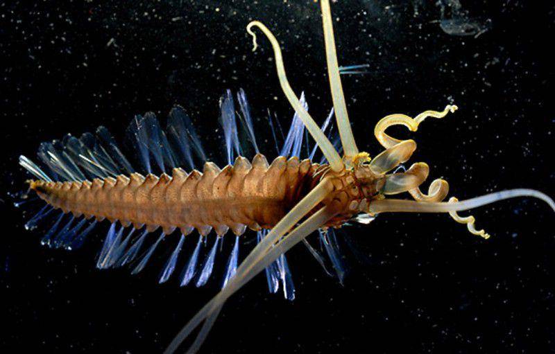 squidworm atau cacing cumi-cumi (flickr.com/Our Breathing Planet)