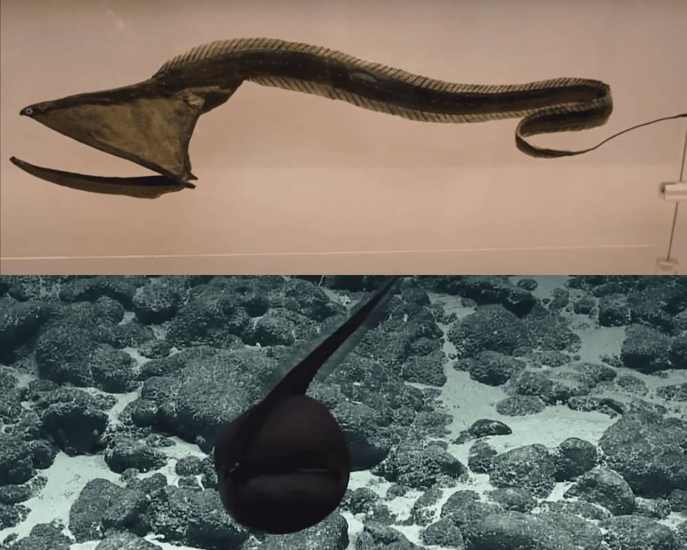ilustrasi gulper eel saat mulut tertutup (atas) dan mengembang (bawah) (youtube.com/Deep Marine Scenes | youtube.com/EVNautilus)