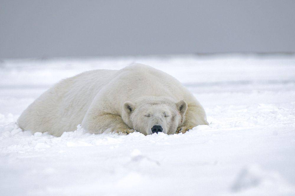 ilustrasi beruang kutub tidur (unsplash.com/Hans-Jurgen Mager)