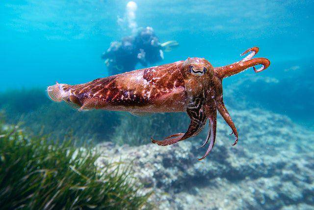 sotong atau cuttlefish, salah satu anggota Cephalopoda (pexels.com/Pawel Kalisinski)