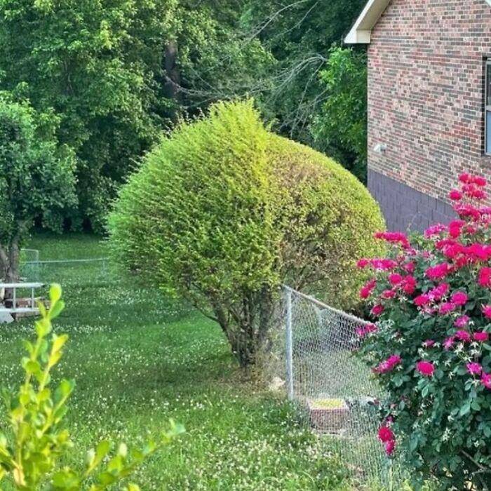potret lucu make over taman (instagram.com/shitgardens)