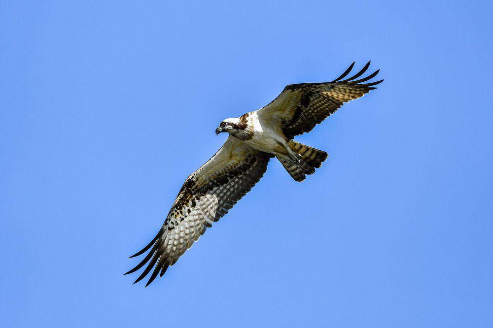 Osprey (pixabay.com/Johnny px)