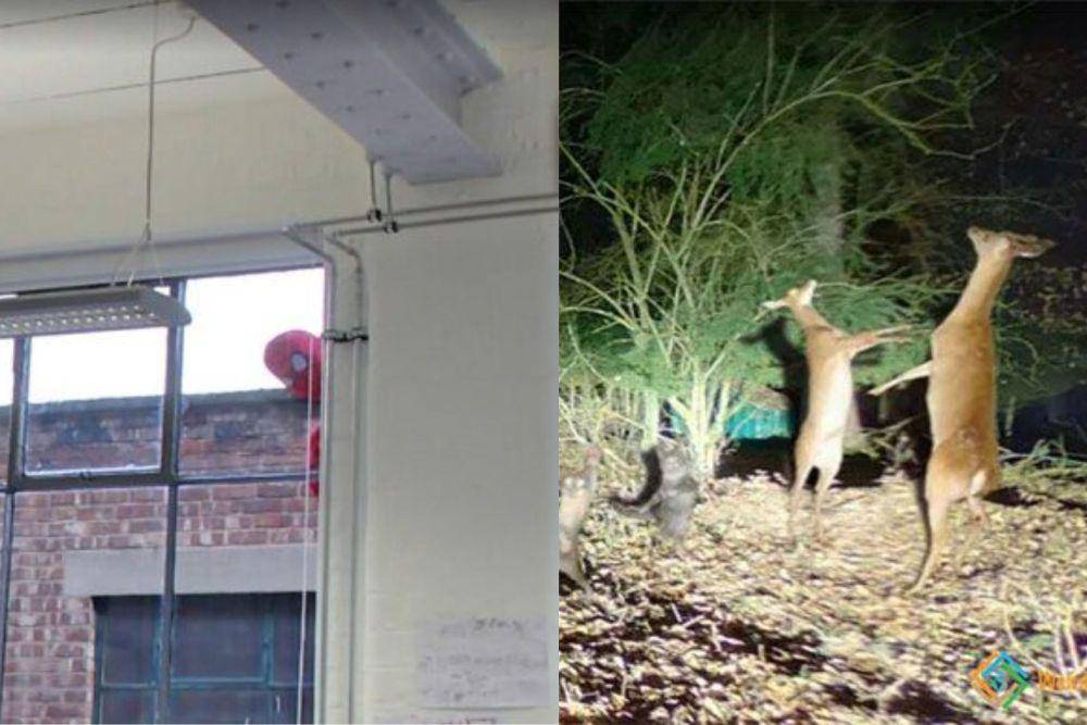 kolase momen langka dan kocak tertangkap kamera (weirdgoogleearth.com)