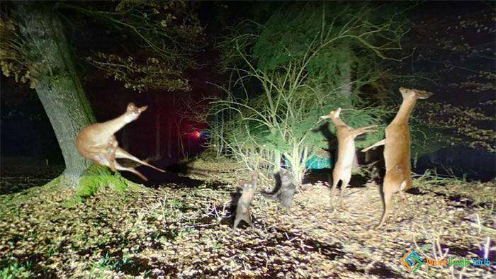 momen langka dan kocak tertangkap kamera (weirdgoogleearth.com)