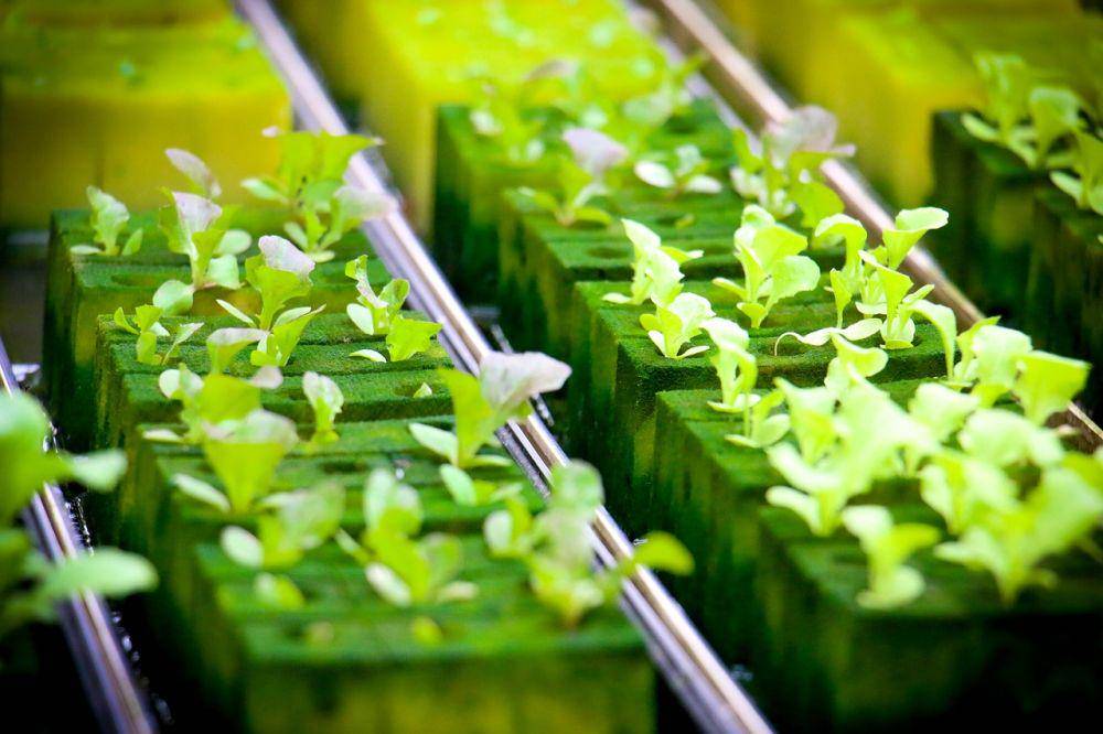 rockwool sebagai media tanam hidroponik (pixabay.com/iamareri)