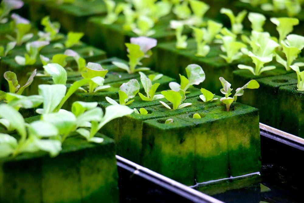 rockwool sebagai media tanam hidroponik (pixabay.com/iamareri)