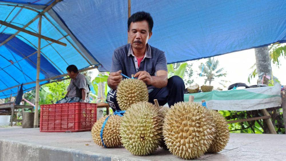 Durian Banyuwangi Panen Raya, Rasanya Tak Semanis Dulu