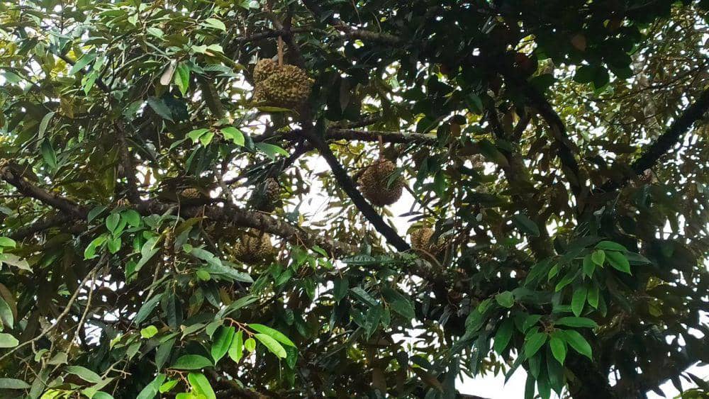 Pohon durian di Banyuwangi. (FOTO: IDN Times/ Agung Sedana)