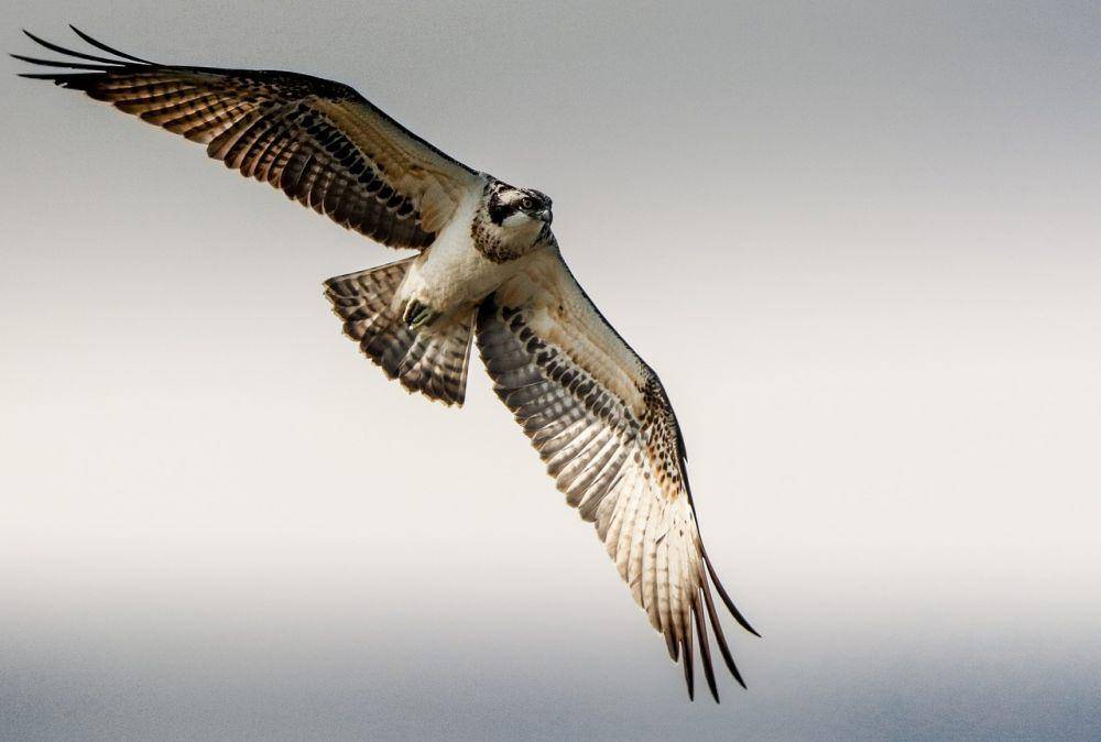 Osprey (pixabay.com/Bernd Lindner)
