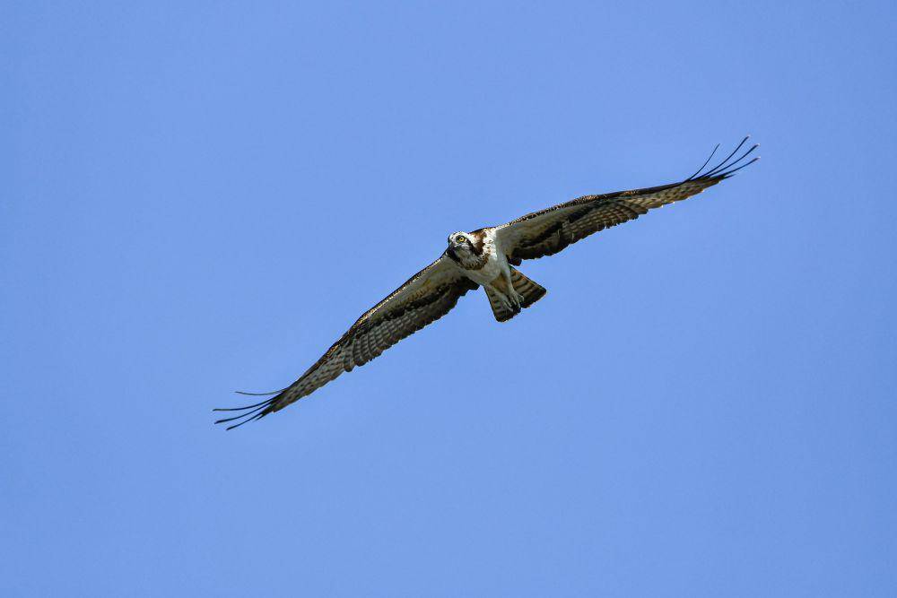 Osprey (pixabay.com/Johnny px)