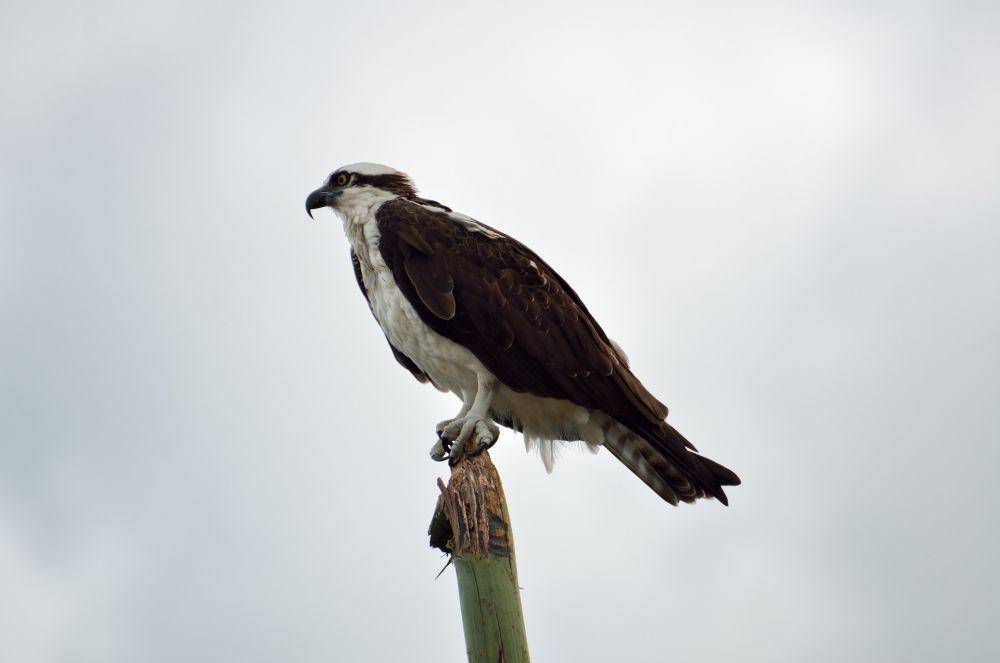 Osprey (pixabay.com/Paul Brennan)