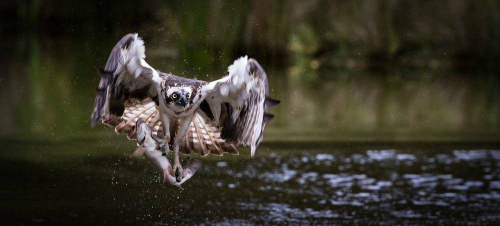 Osprey (pixabay.com/Ian Poole)