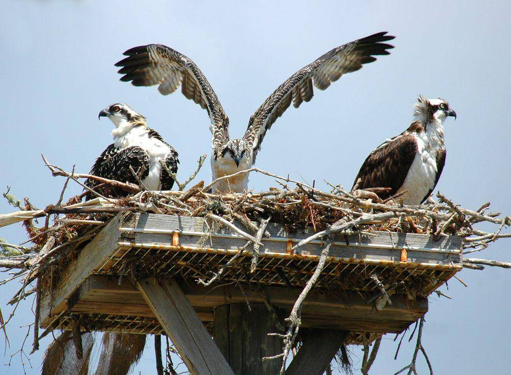 Osprey (pixabay.com/PublicDomainPictures)