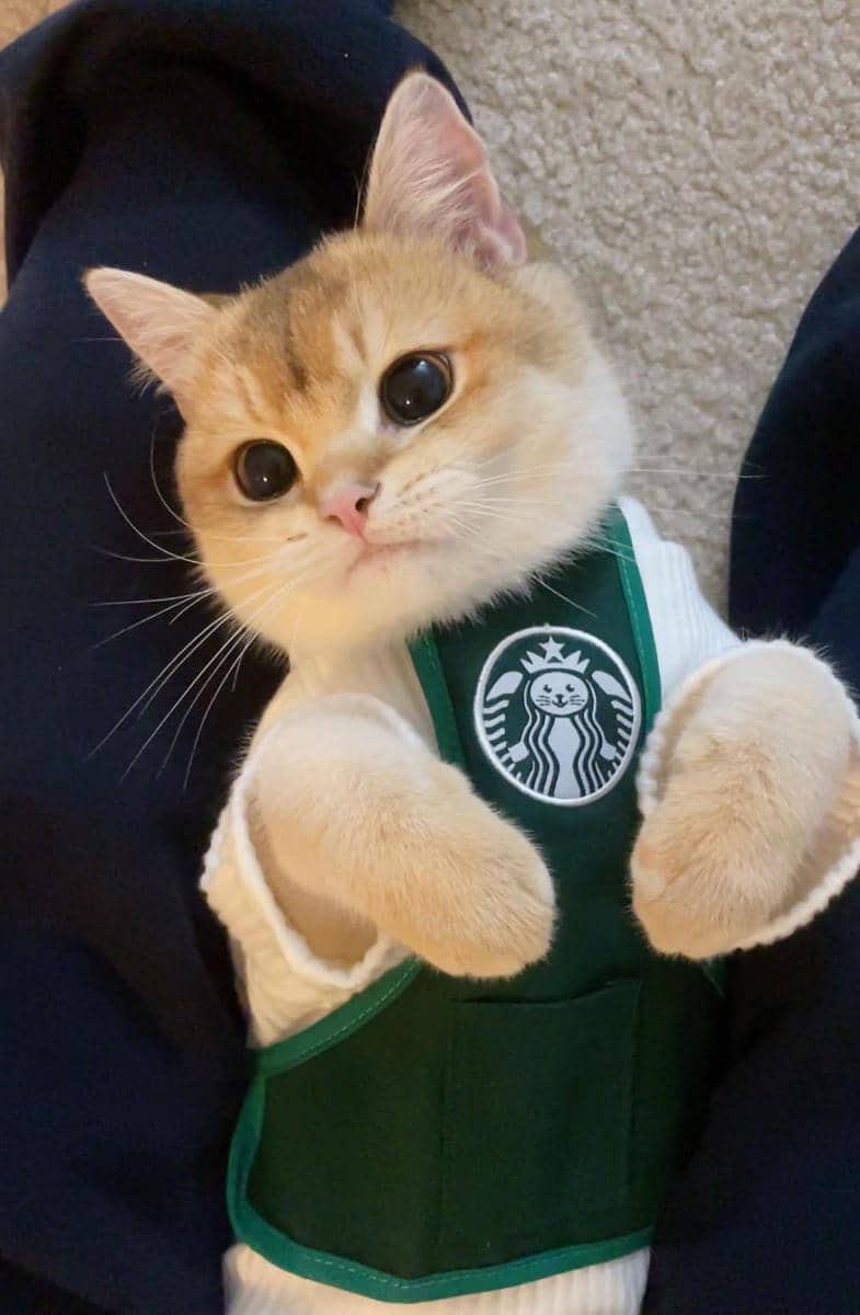 potret kucing jadi barista (reddit.com/user/OkGorilla0)