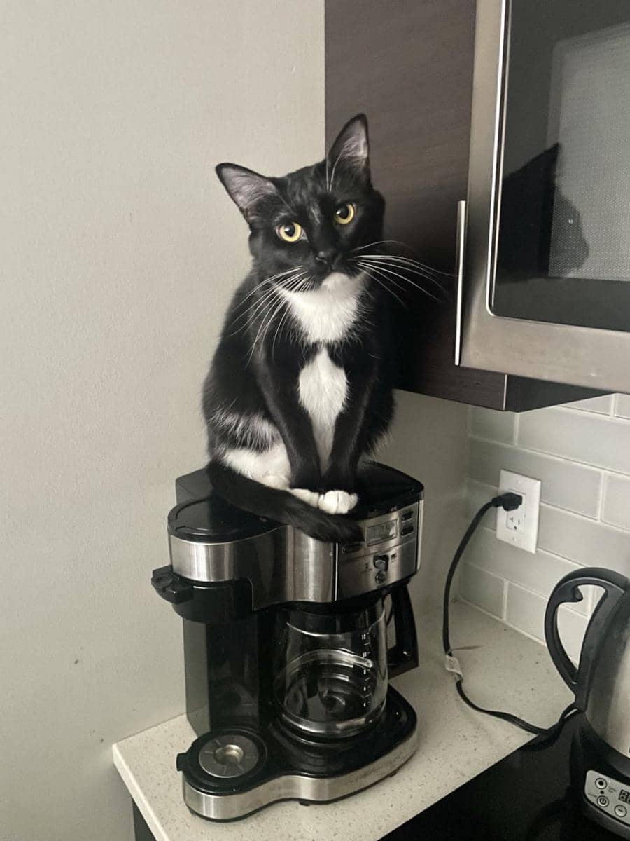 potret kucing jadi barista (reddit.com/user/anon590234)