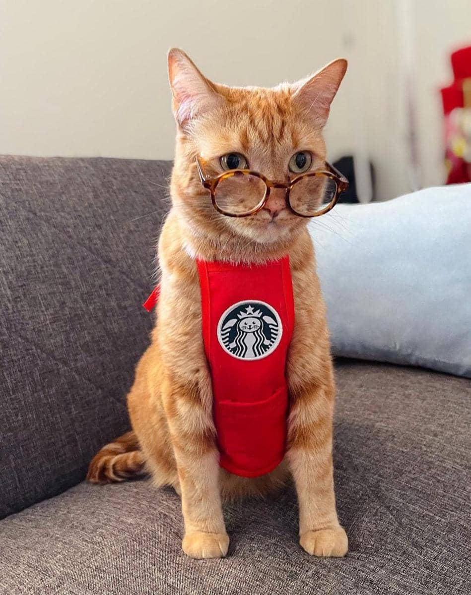 potret kucing jadi barista (reddit.com/user/Kra3m3r)