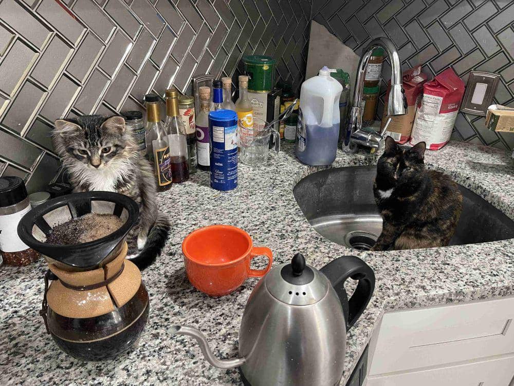 potret kucing jadi barista (reddit.com/user/Yas-mean-uh)