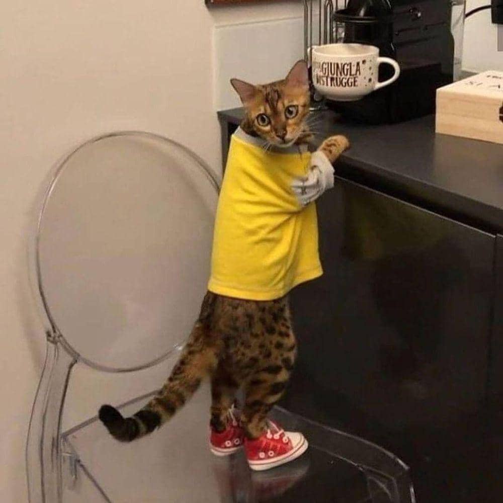 potret kucing jadi barista (reddit.com/user/1us1)