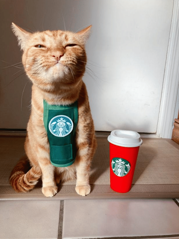 potret kucing jadi barista (reddit.com/user/Zeewild)