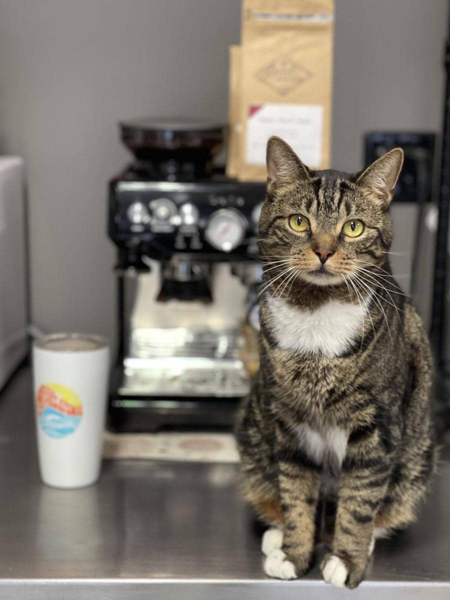 potret kucing jadi barista (reddit.com/user/HereForTheBops)