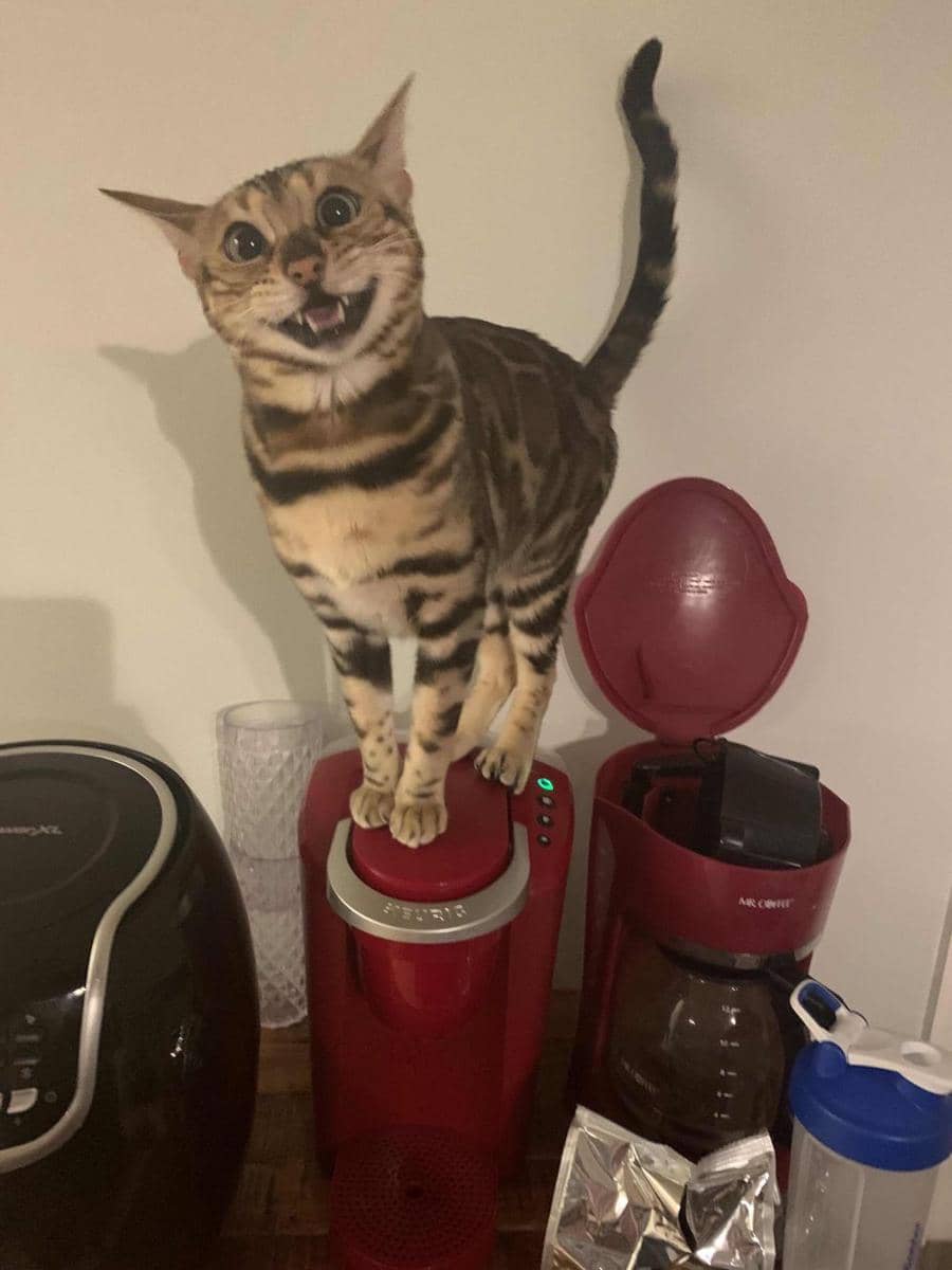 potret kucing jadi barista (reddit.com/user/Ahsoka_Tano07)